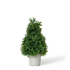 Promo Mountain Savory Cone Topiary Small