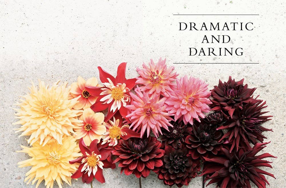 Dahlias; Beautiful Varieties for Home & Garden