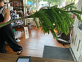 Norfolk Pine Stem