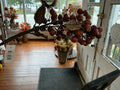 Brown Pod Stem 29”