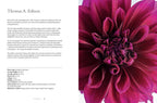 Dahlias; Beautiful Varieties for Home & Garden