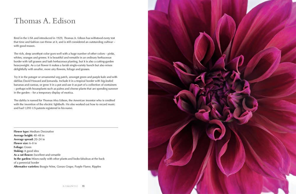 Dahlias; Beautiful Varieties for Home & Garden