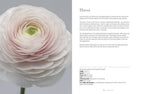 Ranunculus: Beautiful varieties for home and garden